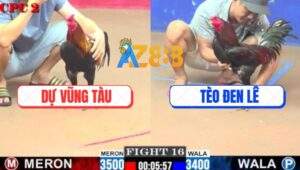 Trận 16 CPC2 3/8/2025 - Gà Anh Tèo Đen Đổi Mạng Lấy Một Giò Gà Anh Dự