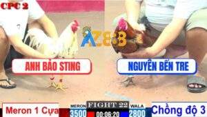 Trận 22 CPC2 1/8/2025 - Vàng Chồng Độ 3 Đá Gãy Giò Bướm Hiệu Bảo Sting
