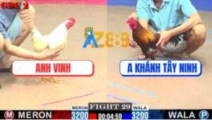 Trận 29 CPC2 3/8/2025 - Gà Úa Anh Vinh Có Chân Cúp Cầu Dao Gà Khét