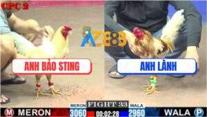 Trận 33 CPC2 6/8/2025 - Camelo Anh Lành Đá Úa Hiệu Bảo Sting Bay Bồ