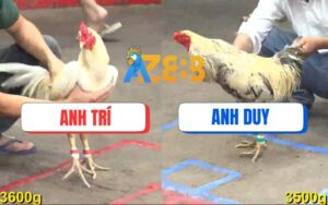 Trận 15 CPC5 Ngày 15/08/2025