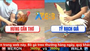 Trận 11 CPC5 25/9/2025 - Gà Úa Hạ Điều Bông Anh Hưng Cần Thơ Nhanh Gọn