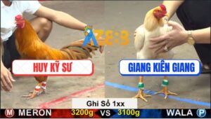 Trận 26 CPC5 18/9/2025 - Gà Úa Anh Giang Lụm Xổ 100 Chỉ Vài Hơi Thở