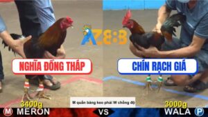 Trận 27 CPC5 3/9/2025 - Gà Que Kém 4 Chấm Đá 2 Chân Lên Lớp Thành Công