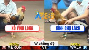 Trận 31 CPC5 3/9/2025 - Gà Cú Anh Bình Chợ Lách Chồng Độ Đá Quá Lực