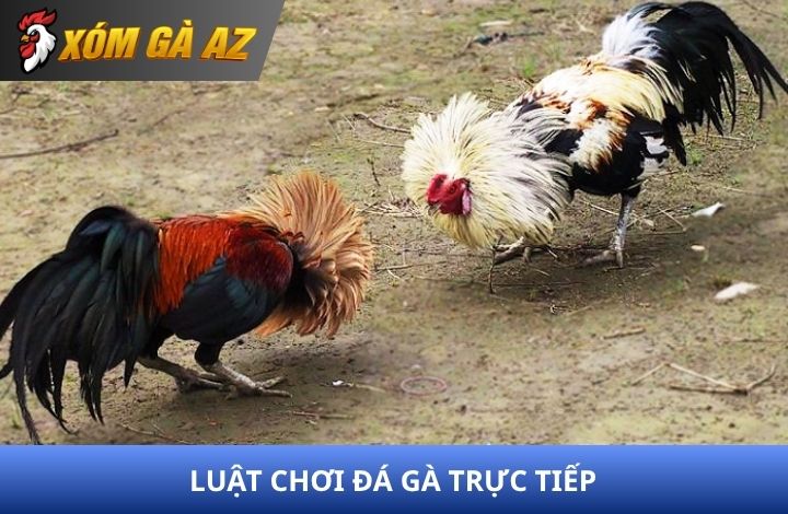 Luật đá gà trực tiếp trong thi đấu đá gà Luật đá gà trực tiếp trong thi đấu đá gà