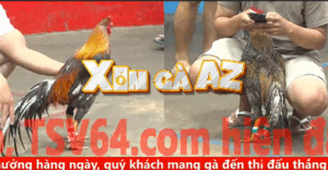 Trận 28 CPC5 30/10/2025 - Gà Cú Hưng Cần Thơ Đâm 3 Chân Đối Thủ Lật Xe