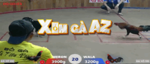 Trận 20 Bồ Hà Tiên 30/10/2025 - Gà Xanh Chấp Ngông Lên Tới 7 Chấm Gà Và Cái Kết