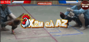 Trận 39 Bồ Hà Tiên 30/10/2025 - Gà Đỏ Ra Chân Quá Hiểm Hạ Anh Kiểm Tuyệt Đối