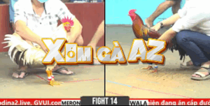 Trận 14 CPC6 31/10/2025 - Long Thomo Lắc Tay Trước Khi Đá Và Cái Kết