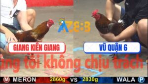 Trận 10 CPC5 17/10/2025 - Gà Anh Giang Kiên Giang Đâm Cựa Như Búa Đập