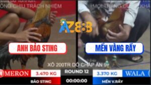 Trận 12 Ton Hon 10/10/2025 - Gà Cú Bảo Sting Đá Gãy Cổ Gà Vàng Anh Mển