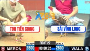 Trận 22 CPC6 14/10/2025 - Gà Úa Anh Ton Đâm Cựa Bách Phát Bách Trúng