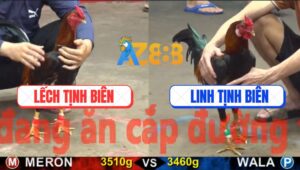 Trận 27 CPC5 21/10/2025 - Gà Đỏ Dính Cây Chí Mạng Phun Si Rô