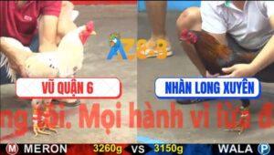 Trận 4 CPC5 17/10/2025 - Gà Bướm Anh Vũ Q6 Càng Đá Càng Mất Tiền