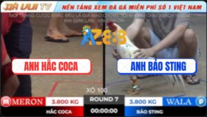 Trận 7 TonHon 18/10/2025 - Anh Hắc Coca Phục Thù Bảo Sting Thành Công