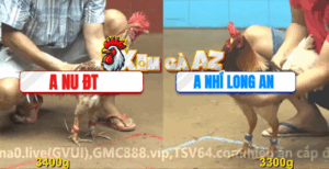 Trận 37 CPC4 10/11/2025 - Nu Đồng Tháp Bị Phản Độ Gà Quá Tê Tái