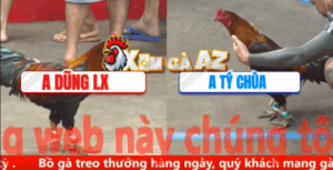 Trận 15 CPC5 6/11/2025 - Tý Chùa Tung Cọp Ra Đá Như Phim Hành Động