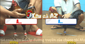 Trận 19 CPC4 10/11/2025 - Gà Xanh Đá Chân Như Sát Thủ Hạ Đỏ Tuyệt Đối