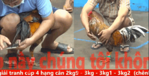 Trận 34 CPC5 19/11/2025 - Phước Đồng Tháp Đụng Gà Cọp Tự Giác Bưng Ra Sân