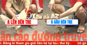 Trận 31 CPC5 6/11/2025 - Gấu Bến Tre Tự Tin Chấp Đối Thủ 2 Chấm Và Cái Kết