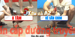 Trận 34 CPC5 6/11/2025 - Kẻ Săn Chim Tiếp Tục Làm Mưa Làm Gió Tại Giải