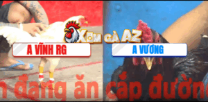 Trận 7 CPC5 7/11/2025 - Vĩnh Rạch Giá Ôm Gà Bướm Ra Đá Như Sấm Sét