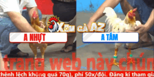 Trận 29 CPC5 7/11/2025 - Khét Anh Nhựt Đá Cựa Như Sam Xít Hạ Xanh Nhanh Gọn