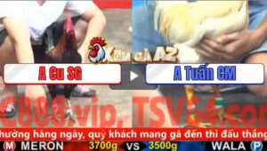 Trận 7 CPC5 4/11/2025