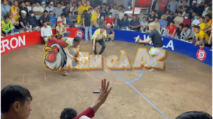 Trận 15 Bồ D6 9/1/2026 - Bông Cọp Của Hắc Coca Rớt Lại Ở Trận Xổ 3 Nghìn Đô