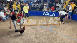 Trận 22 CPC3 11/1/2026