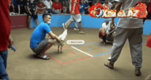 Trận 18 Bồ Thường Phước 17/1/2026 - Bướm Cọp Đá Đúng 1 Chân Điều Lặt Lìa