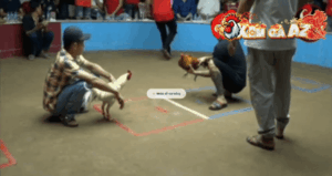 Trận 30 Bồ Thường Phước 18/1/2026 - Cọp Anh Mít Gom Phiếu Đá Bướm Ói Cơm Ói Canh