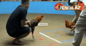 Trận 21 Bồ Thường Phước 18/1/2026 - Điều Anh Duy Đá Gà Khét Anh Mít Trà Cú Té Xe