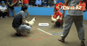 Trận 25 Bồ Thường Phước 18/1/2026 - Úa Cọp Đâm Lọt Cây Lưng Bướm Xòe Đuôi