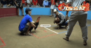 Trận 26 Bồ Thường Phước 18/1/2026 - Bình Bu Ôm Gà Hưng Cần Thơ Ra Sân Lụm Lúa