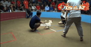 Trận 27 Bồ Thường Phước 18/1/2026 - Gà Que Đâm Gà Úa Té Khỏi Tha Lơ