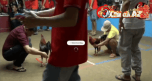 Trận 29 Bồ Thường Phước 18/1/2026 - Điều Xanh Đá Vài Chân Đỏ Bật Rộng Ra Sau Hết Phản