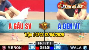 Trận 1 CPC3 12/04/2026 - BƯỚM ĐÁ VÀI CHÂN ÚA KÊU MIỆNG BỎ CHẠY
