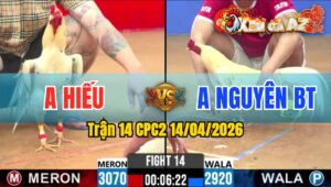 Trận 14 CPC2 14/04/2026 - 2 Con Đâm Quá Tịch Nằm Biệt Tại Chỗ Hết 2