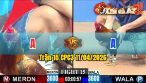 Trận 15 CPC3 11/04/2026 - ĐIỀU XANH GÁC CÂY MU LƯNG  ĐIỀU VÀNG GÃY TỪ TỪ