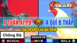 Trận 29 CPC3 14/04/2026 - Đỏ Đá Cựa Quá Kinh  1 Tay nước Bưng Xanh Ra
