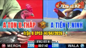 Trận 8 CPC3 14/04/2026 - Điều Đá Đòn Như Sấm Sét Đỏ Nằm Tại Chỗ