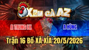 Trận 16 Bồ Xà Xía 20/5/2026 - Chuối Cọp Vào Đá Cho Bướm Hiệu Muốn Hư Bướm Gồng Quá Giỏi Đá Ăn Ngược Lại Đẳng Cấp