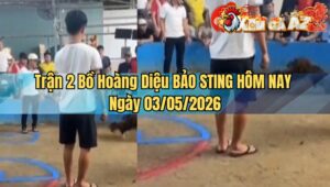 Trận 2 Bồ Hoàng Diệu BẢO STING HÔM NAY Ngày 03/05/2026
