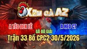 Trận 33 CPC2 30/5/2026: Gà Anh Tèo Bị Đâm Kêu Miệng, Ở VN Còn Nghe Rõ