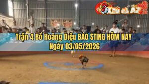 Trận 4 Bồ Hoàng Diệu BẢO STING HÔM NAY Ngày 03/05/2026