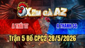 Trận 5 CPC2 28/5/2026: Khét Cọp Anh Thái Đâm Cựa Như Sơ Mít