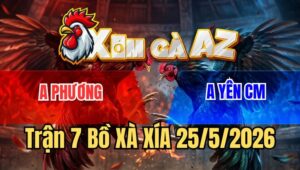 Trận 7 Xà Xía 25/5/2026: Điều Cọp Đâm Dã Man 2 Chân Bưng Úa Ra Sân