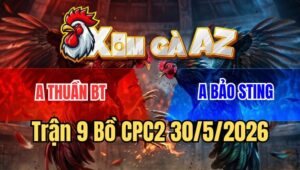 Trận 9 CPC2 30/5/2026: Gà Anh Bảo Sting Có Chân Phản Mà Về Không Nổi